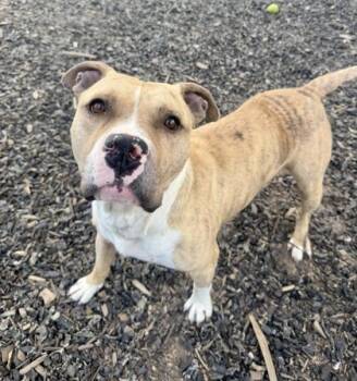 Mixed Breed Dogs Available for Adoption in Atlanta, Georgia - Woodchuck | PetCurious