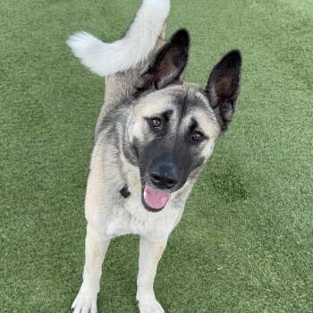 Shepherd and Husky Dogs Available for Adoption - Barbie A2213088 | PetCurious