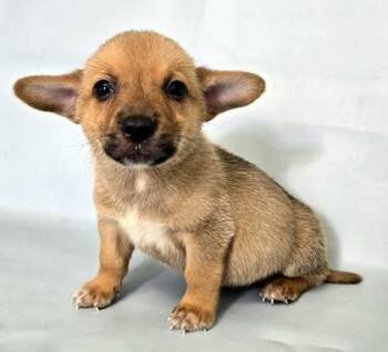 Cove -  Cardigan Welsh Corgi and Mixed Breed Dog for Adoption in Morton Grove, Illinois - Cove | PetCurious
