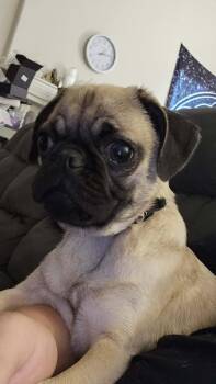 Man -  Pug Dog for Adoption in Fresno, California - Man | PetCurious