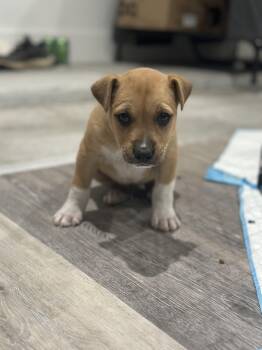 Labrador Retriever and Australian Kelpie Dogs Available for Adoption - Knots (Valentine Litter) | PetCurious