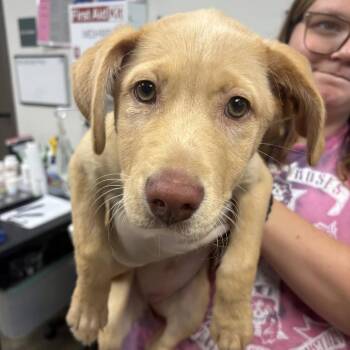 Katniss -  Labrador Retriever Dog for Adoption in Cleveland, Mississippi - Katniss | PetCurious