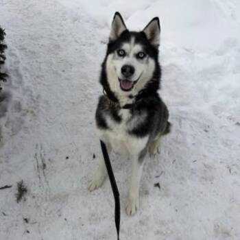 Siberian Husky Dogs Available for Adoption in Syracuse, New York - Cash | PetCurious