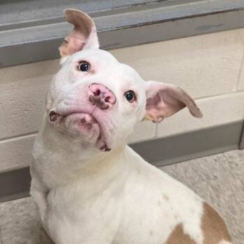 Pit Bull Terrier Dogs Available for Adoption in Chatham, Virginia - India | PetCurious