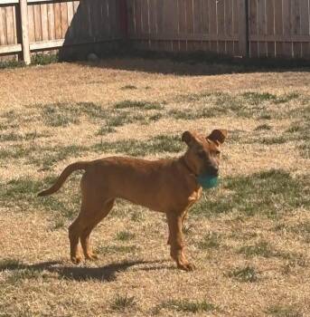 Mixed Breed Dogs Available for Adoption - Brenda | PetCurious