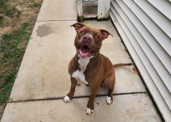 Maple -  Pit Bull Terrier Dog for Adoption in Stanley, Virginia - Maple | PetCurious