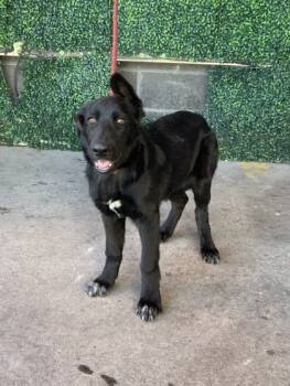 Rescue Shepherd and Mixed Breed Dogs for Adoption in El Paso, Texas - Aurora* | PetCurious