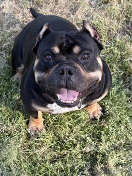 American Bulldog Dogs Available for Adoption in Nashville, Tennessee - Kodak | PetCurious