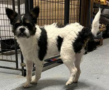Rescue Brussels Griffon and Mixed Breed Dogs for Adoption in Pahrump, Nevada - Salt | PetCurious
