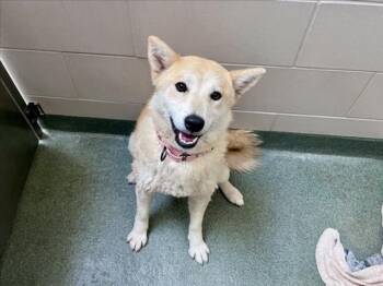 A175645 -  Mixed Breed Dog for Adoption in Santa Fe, New Mexico - A175645 | PetCurious