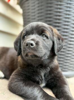 Scout -  Flat Coated Retriever Dog Available for Adoption in Plainfield, Illinois - Scout | PetCurious