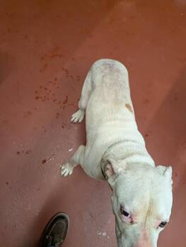 Brutus -  Pit Bull Terrier Dog Available for Adoption in Douglasville, Georgia - Brutus | PetCurious