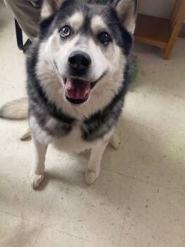 Kia -  Husky Dog for Adoption in Green River, Wyoming - Kia | PetCurious
