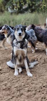 Rescue Shepherd and Husky Dogs for Adoption in Nokomis, Florida - Coyote Girl | PetCurious
