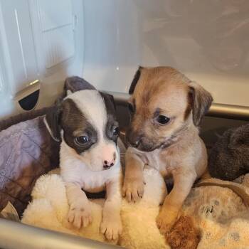 Minim -  Chihuahua and Dachshund Dog for Adoption in Austin, Texas - Minim | PetCurious