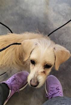 Mixed Breed Dogs Available for Adoption - GUY | PetCurious