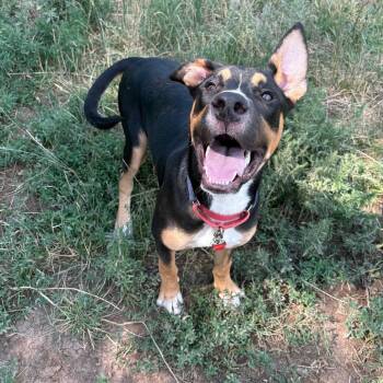 Charlie -  Mixed Breed Dog for Adoption in Glenwood Springs, Colorado - Charlie | PetCurious