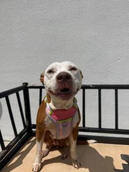 Freckles (AKA Pecas) -  Terrier and Mixed Breed Dog for Adoption in North Miami Beach, Florida - Freckles (AKA Pecas) | PetCurious