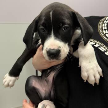 Bullseye -  Mixed Breed Dog for Adoption in Cooperstown, New York - Bullseye | PetCurious