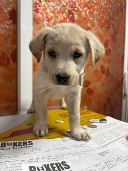 Fountain -  Boxer and German Shepherd Dog Dog for Adoption in Carson City, Nevada - Fountain | PetCurious