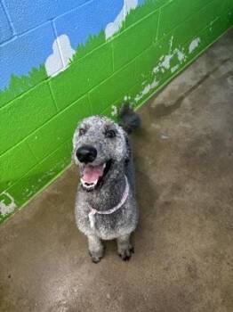 Golden Retriever and Standard Poodle Dogs Available for Adoption in Paducah, Kentucky - Oscar | PetCurious