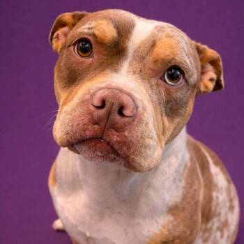 Pit Bull Terrier Dogs Available for Adoption in Jackson, Missouri - Colander | PetCurious