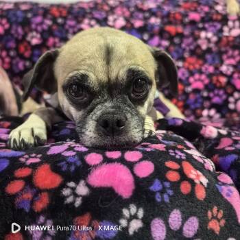 Puggle Dogs Available for Adoption in Georgetown, Texas - Berta | PetCurious
