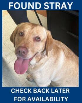 Labrador Retriever and Mixed Breed Dogs Available for Adoption in Hamilton Township, New Jersey - Philbin | PetCurious