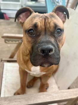 Rescue Terrier and Boxer Dogs for Adoption in Holly Springs, North Carolina - Kiki | PetCurious