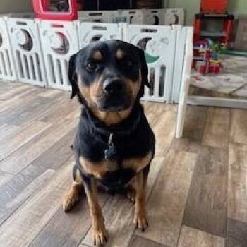 Rottweiler and Hound Dogs Available for Adoption - Rocky | PetCurious