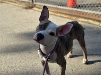 Rescue Mixed Breed Dogs for Adoption in New York, New York - Raspberry Girl | PetCurious