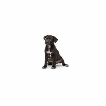 Carolina Reaper -  Mixed Breed Dog for Adoption in Los Angeles, California - Carolina Reaper | PetCurious