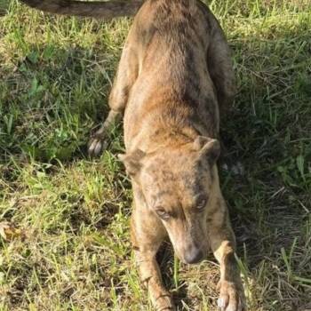 Nala -  Terrier and Mixed Breed Dog for Adoption in Evensville, Tennessee - Nala | PetCurious