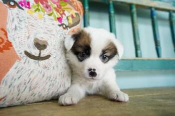 Flip Flops -  Fox Terrier and Anatolian Shepherd Dog for Adoption in San Antonio, Texas - Flip Flops | PetCurious