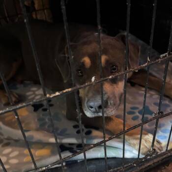 Emerald -  American Bulldog Dog for Adoption in Anahuac, Texas - Emerald | PetCurious