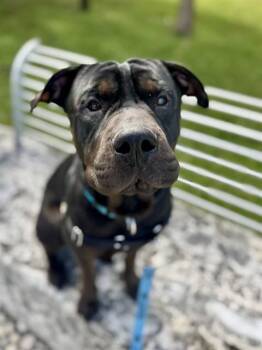 American Bulldog and Labrador Retriever Dogs Available for Adoption - LEIF | PetCurious