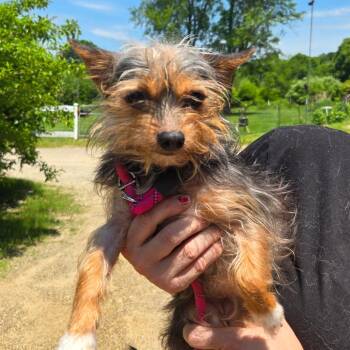 CT Willamina -  Yorkshire Terrier and Mixed Breed Dog for Adoption in Eastford, Connecticut - CT Willamina | PetCurious