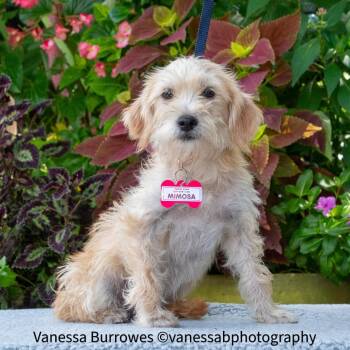 Mimosa -  Terrier Dog for Adoption in Wake Forest, North Carolina - Mimosa | PetCurious