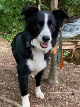 KELLY -  Border Collie Dog for Adoption in Durham, North Carolina - KELLY | PetCurious