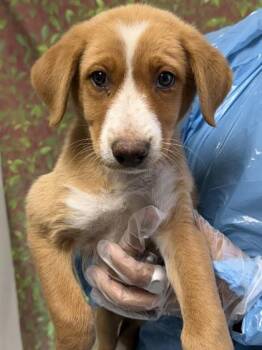 Retriever and Mixed Breed Dogs Available for Adoption in San Antonio, Texas - Nadia | PetCurious