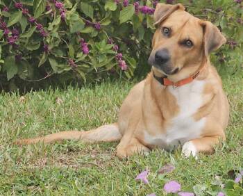 Rescue German Shepherd Dog Dogs for Adoption in Panama City, Florida - Karlie | PetCurious