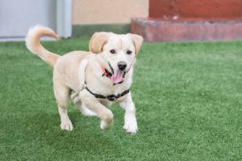 Terrier Dogs Available for Adoption in Burlingame, California - Sanji The Puppy! | PetCurious
