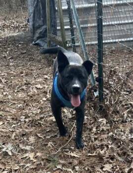 Shakira -  Labrador Retriever and Mixed Breed Dog for Adoption in Falmouth, Maine - Shakira | PetCurious