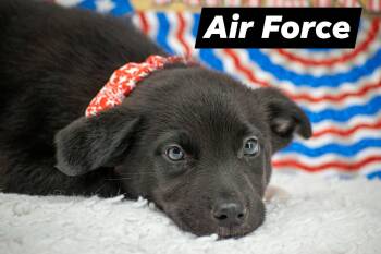 Shepherd and Husky Dogs Available for Adoption in Sevierville, Tennessee - Air Force | PetCurious