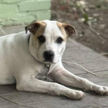Rescue American Staffordshire Terrier Dogs for Adoption in Austin, Texas - Bingo AS | PetCurious