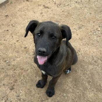 Labrador Retriever Dogs Available for Adoption in Metamora, Michigan - Ozzie | PetCurious