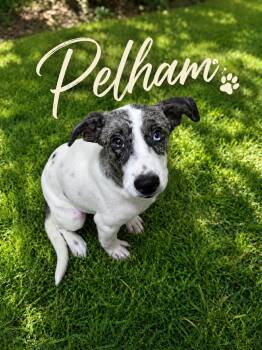 Pelham -  Australian Shepherd Dog for Adoption in Bowie, Texas - Pelham | PetCurious