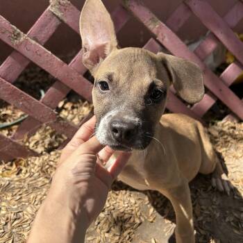 Rescue American Staffordshire Terrier Dogs for Adoption in Harlingen, Texas - Poppy | PetCurious