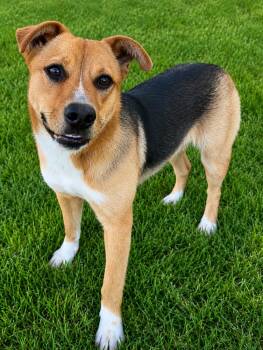 German Shepherd Dog and Cattle Dog Dogs Available for Adoption in Pleasant Hill, California - Bonnie | PetCurious