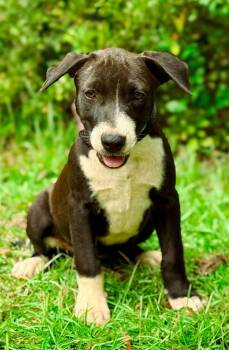 Rescue Pit Bull Terrier and Mixed Breed Dogs for Adoption in Macon, Georgia - Agnes | PetCurious